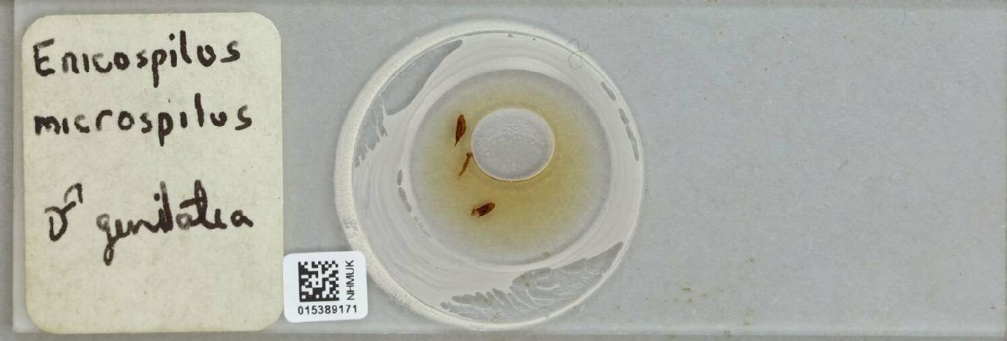 Enicospilus microspilus
