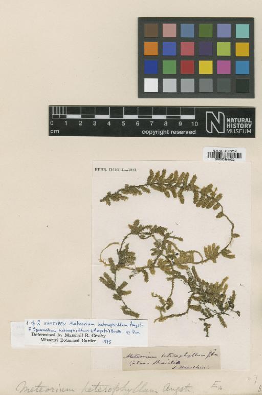 Squamidium macrocarpum (Spruce ex Mitt.) Broth. - BM000961072_a