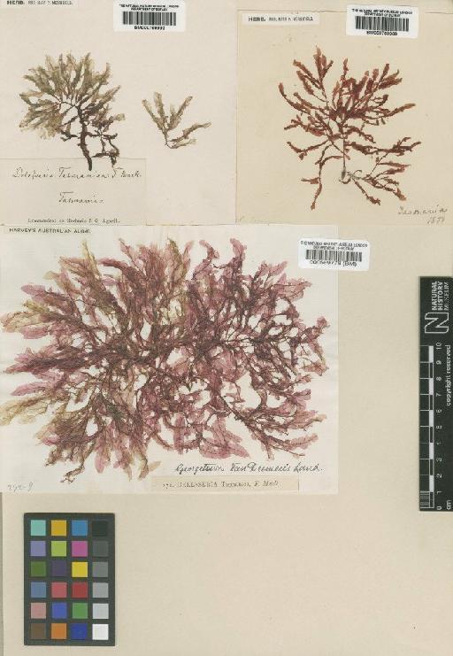 Apoglossum spathulatum (Sond.) Womersley & Shepley - BM000569778