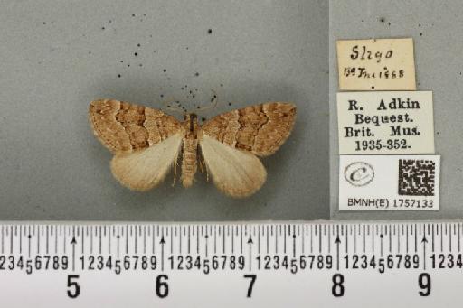 Thera cognata (Thunberg, 1792) - BMNHE_1757133_331813