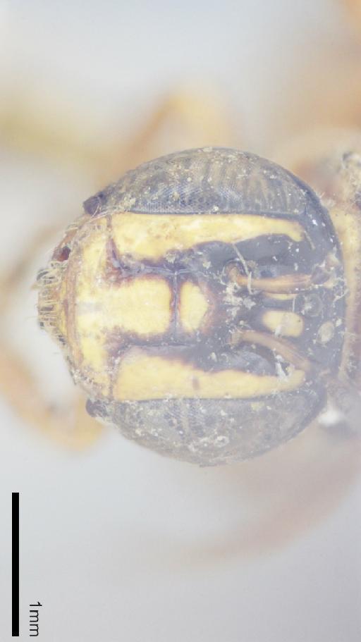 Ceratina cosmiocephala Cameron, 1908 - 010812631-NHMUK-Ceratina_cosmiocephala-type-face-3_2x.jpg