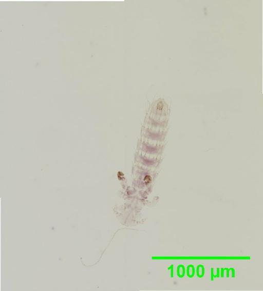 Polyplax phthisica Ferris, 1923 - 010155619__2015_12_23