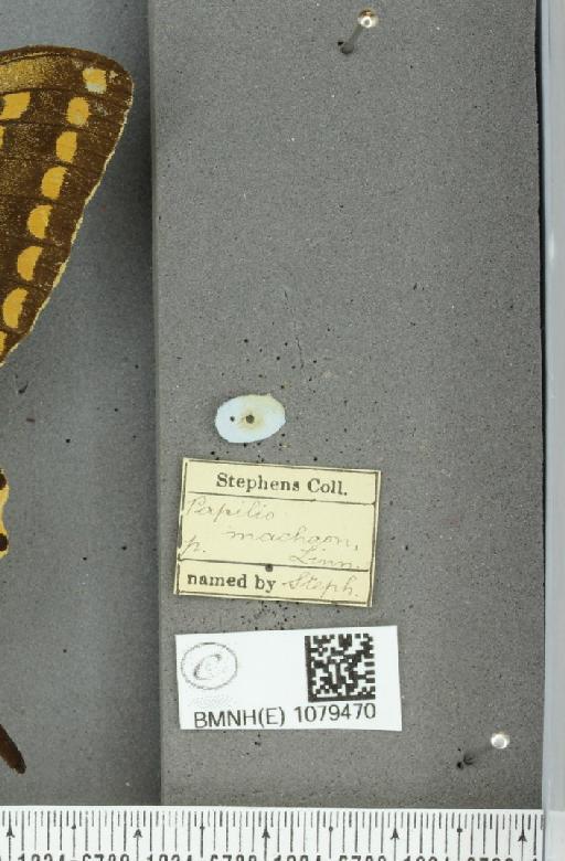 Papilio machaon britannicus Seitz, 1907 - BMNHE_1079470_label_64856
