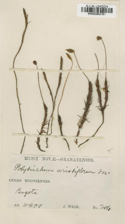 Polytrichum juniperinum Hedw. - BM000960791
