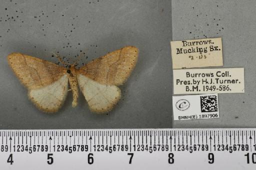 Agriopis marginaria ab. infumata Fuchs, 1899 - BMNHE_1897906_464751