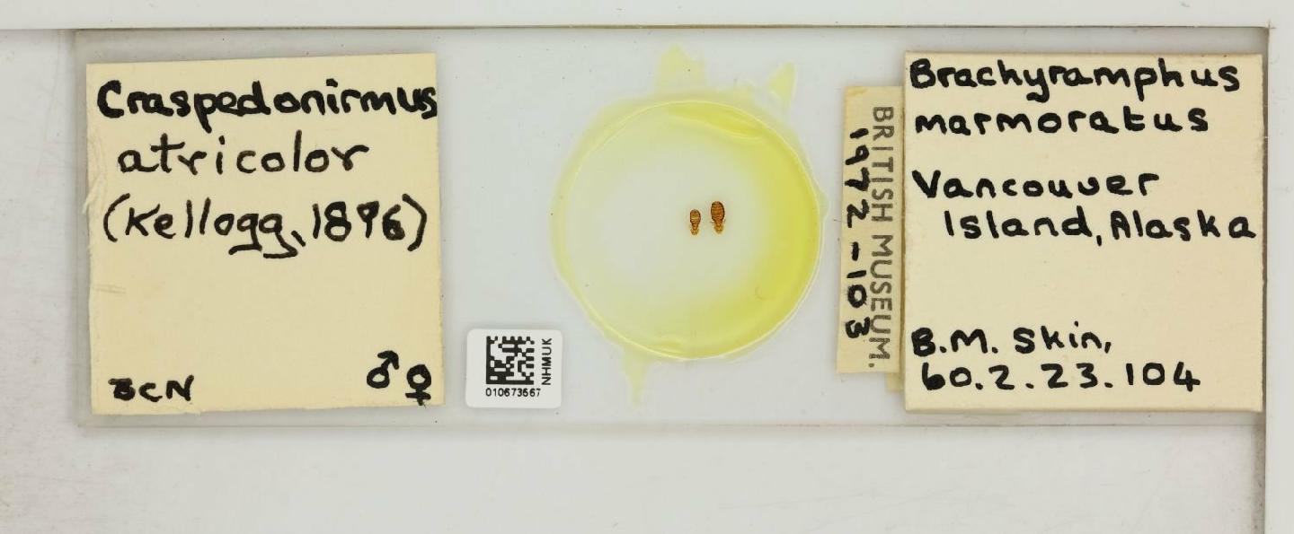 To NHMUK collection (Craspedonirmus atricolor Kellogg, 1896; NHMUK:ecatalogue:8023303)