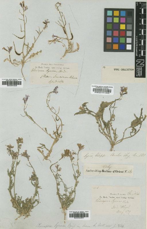 Chorispora purpurascens (Banks & Sol.) Eig - BM000946230