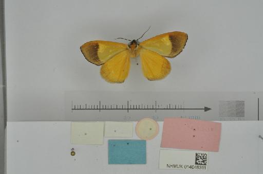 Tuerta argyrochlora Carcasson, 1964 - NHMUK_014046311_Tuerta_argyrochlora_Carcasson_1964_male_Uganda_holotype_V.JPG