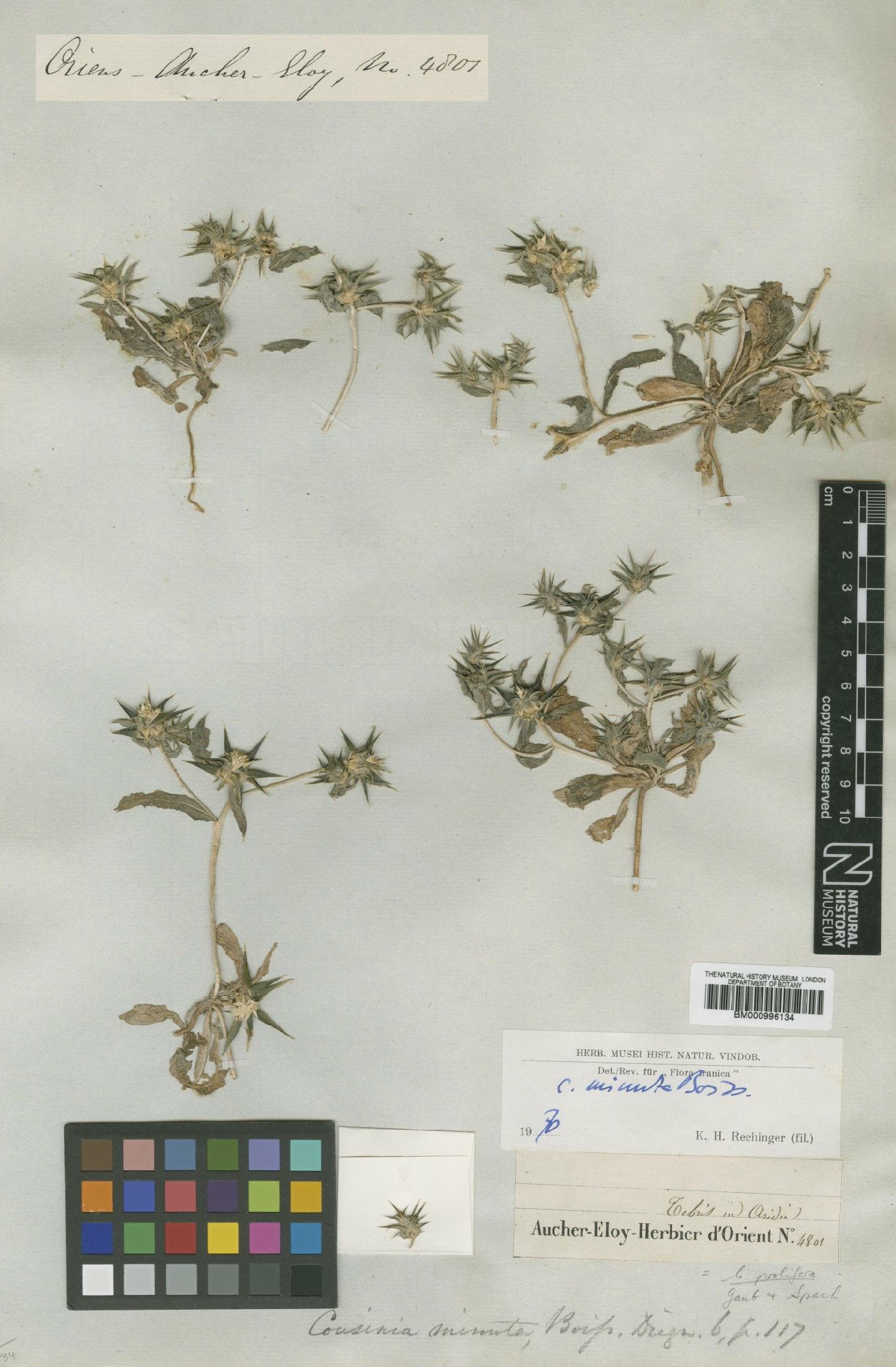 To NHMUK collection (Cousinia prolifera Jaub. & Spach; Type; NHMUK:ecatalogue:475858)