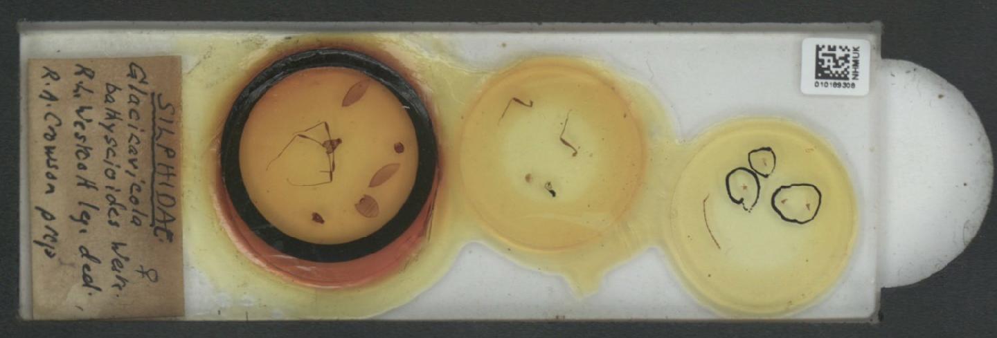 Glacicavicola bathyscioides thumbnail