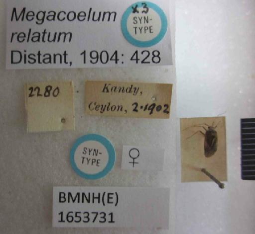 Megacoelum relatum Distant, 1904 - Megacoelum relatum-BMNH(E)1653731-Syntype female dorsal & labels