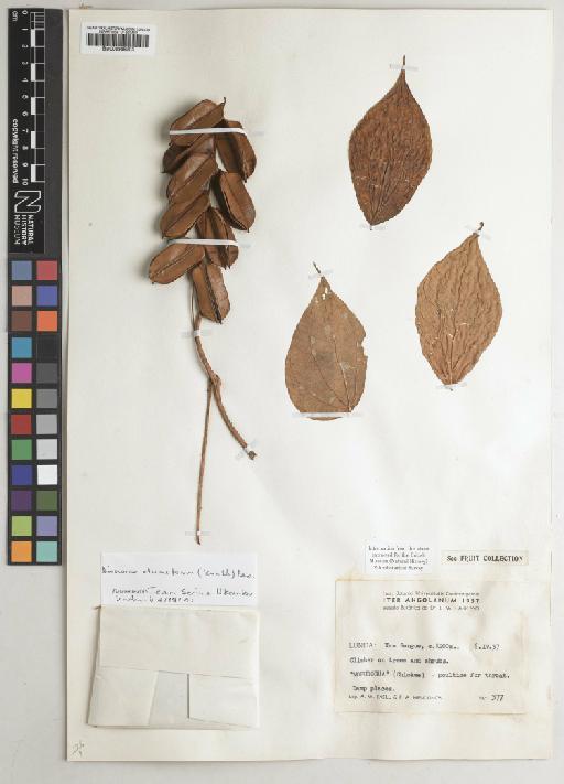 Dioscorea dumetorum (Kunth) Pax - 000948203