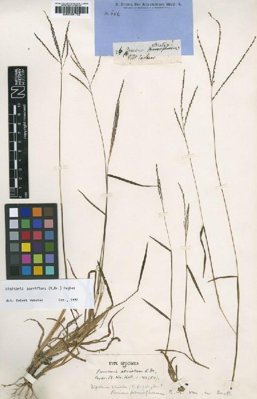 Digitaria parviflora (R.Br.) Hughes - BM000991752