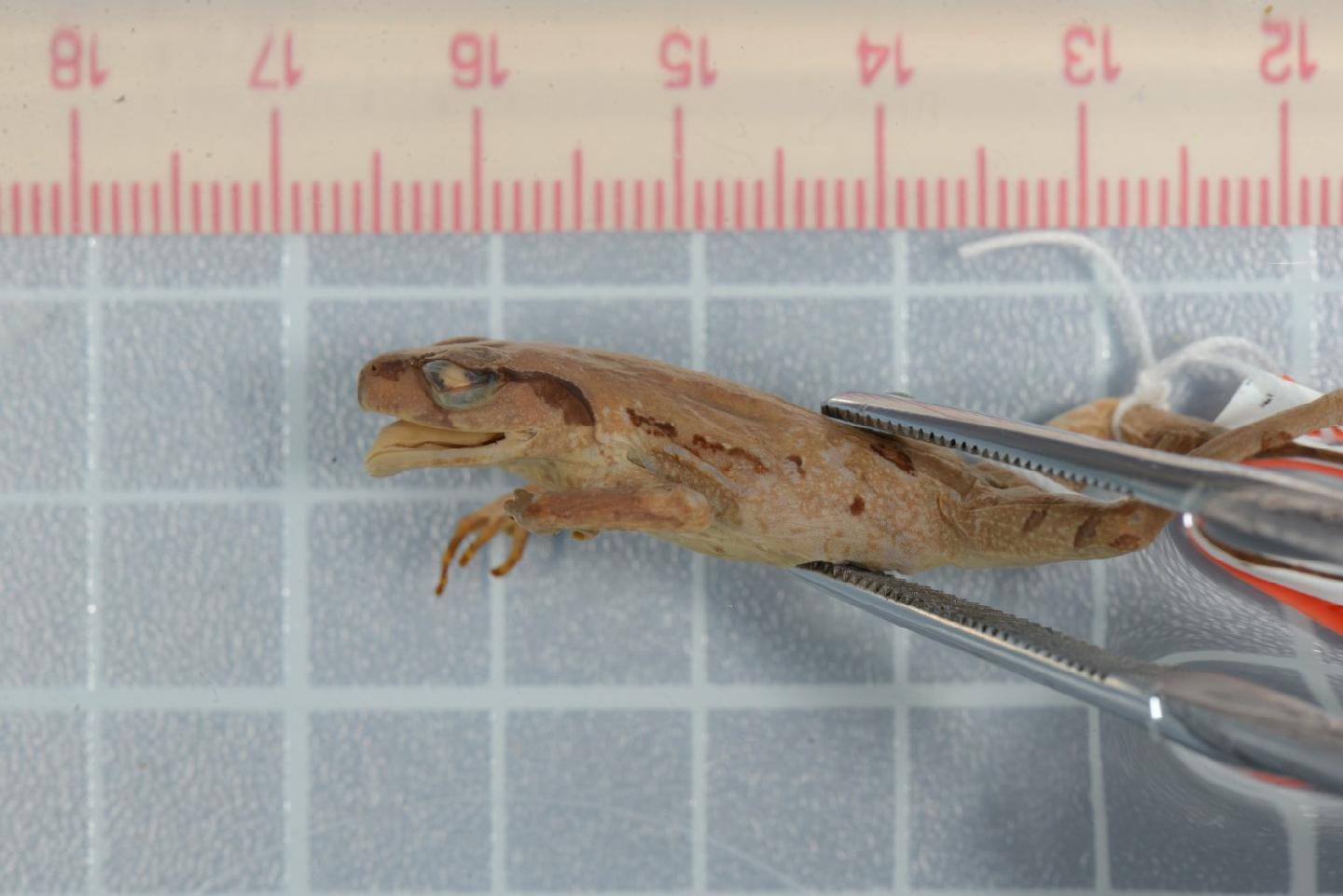 Leptolalax heteropus thumbnail