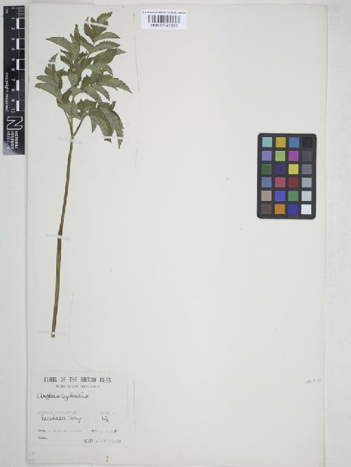 Angelica sylvestris L. - 015148205
