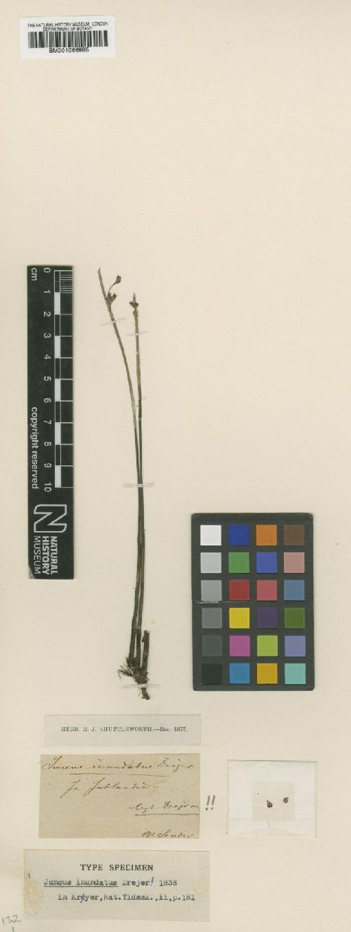 Juncus balticus Willd. × J. filiformis L. - BM001066985