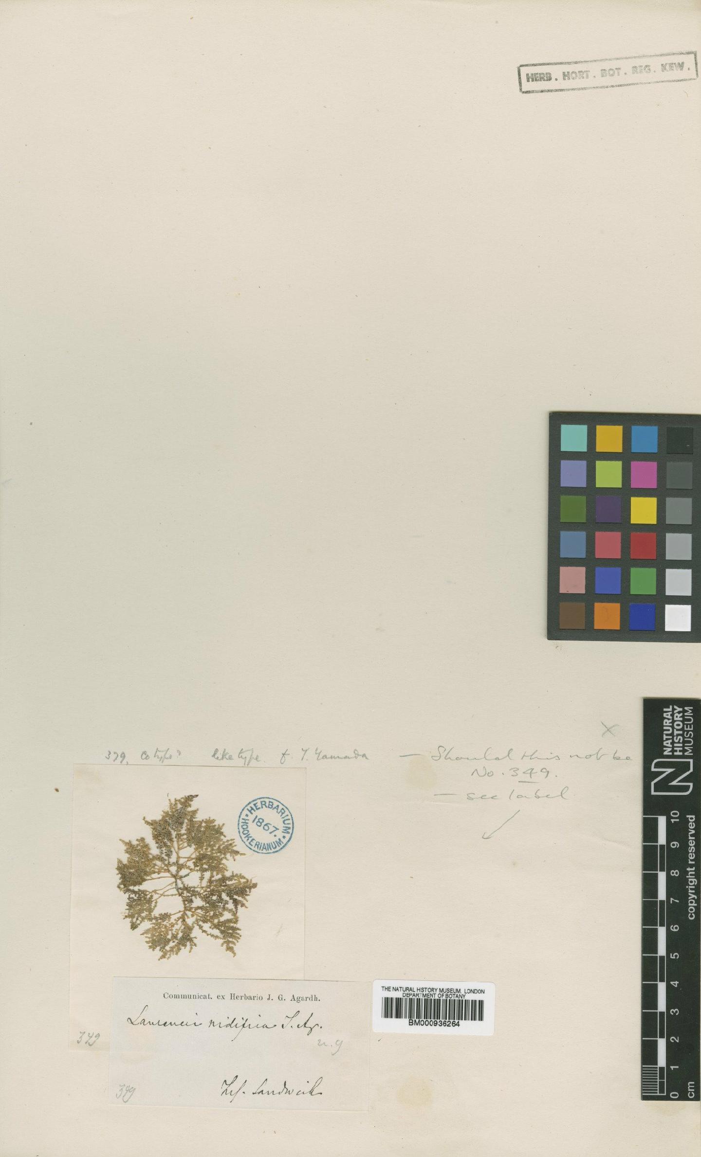To NHMUK collection (Laurencia nidifica J.Agardh; Isolectotype; NHMUK:ecatalogue:438096)
