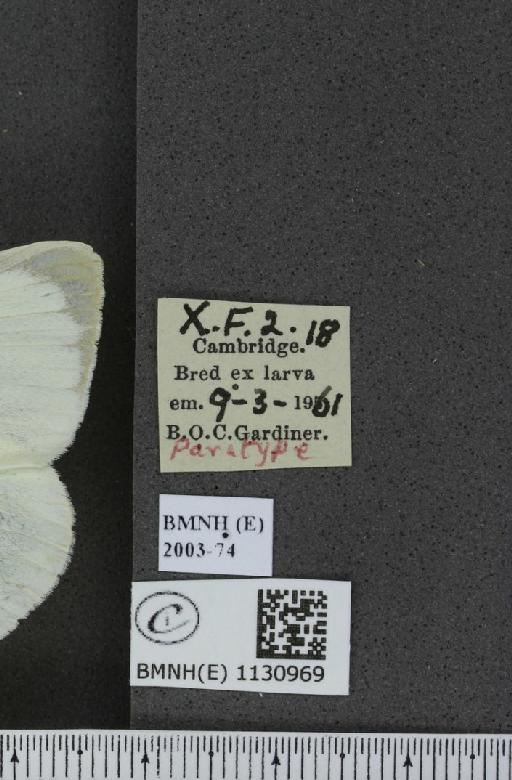 Pieris brassicae (Linnaeus, 1758) - BMNHE_1130969_label_87631