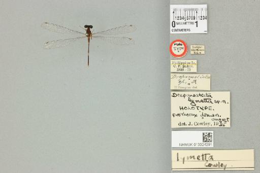 Drepanosticta lymetta Cowley, 1936 - 013324291_dorsal