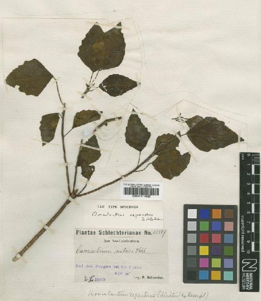 Homalanthus repandus Schltr. - BM001014922