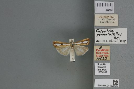 Catoptria permutatellus (Herrich-Schäffer, 1848) - 014030519_136823_1082908