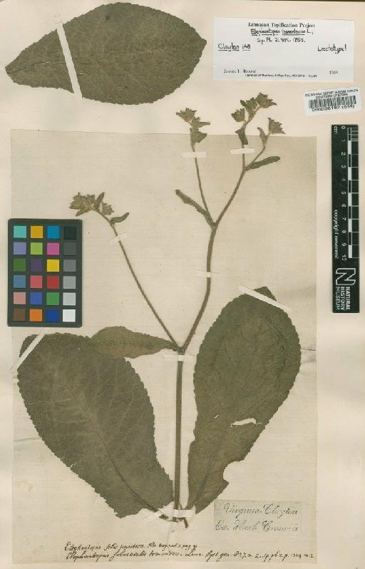 Elephantopus tomentosus L. - BM000038182