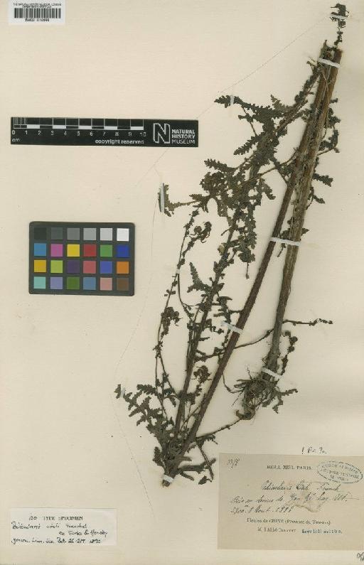 Pedicularis vialii Franch. ex Forbes & Hemsl. - BM001010999