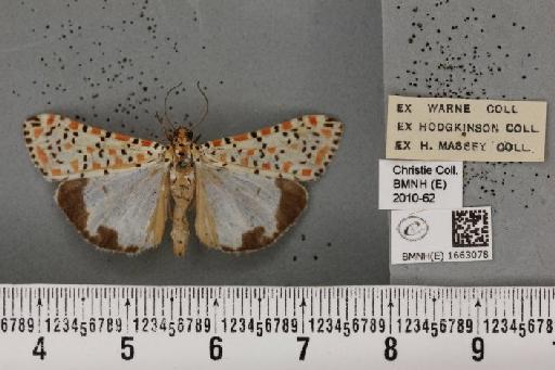 Utetheisa pulchella (Linnaeus, 1758) - BMNHE_1663078_283453