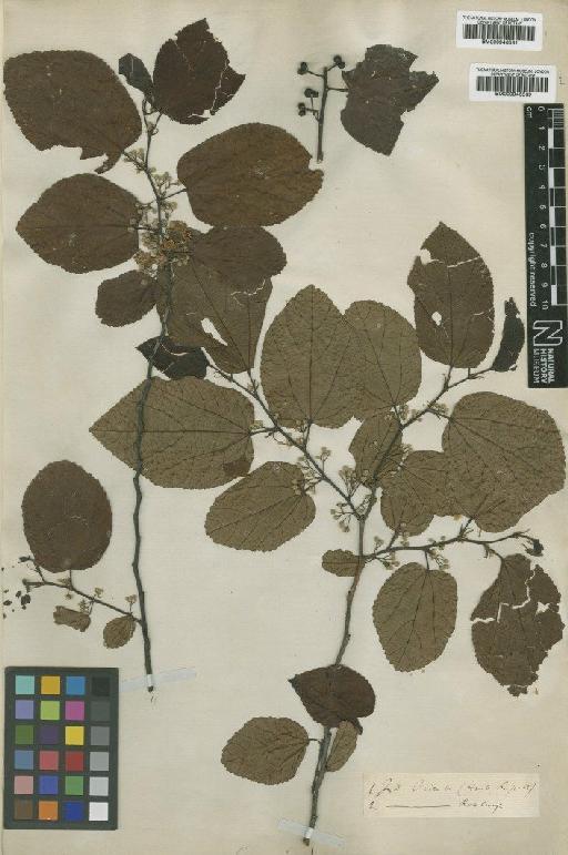 Grewia tiliaefolia Vahl - BM000946531