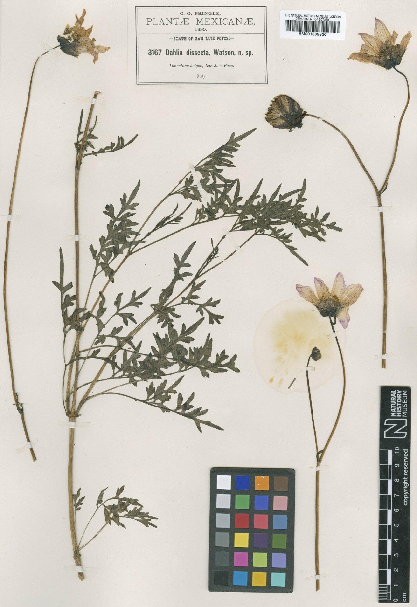 To NHMUK collection (Dahlia dissecta S.Watson; Type; NHMUK:ecatalogue:622348)