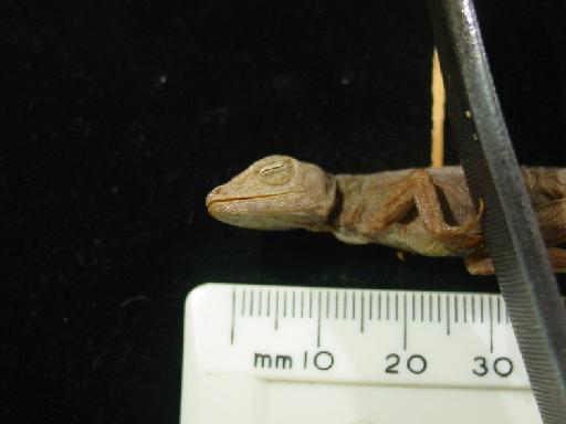 Anolis gibbiceps Cope, 1864 - Anolis gibbiceps type 1946.8.13.35 003.JPG