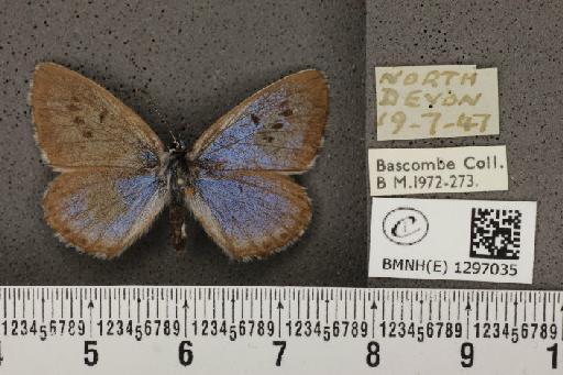 Maculinea arion eutyphron (Fruhstorfer, 1915) - BMNHE_1297035_134358