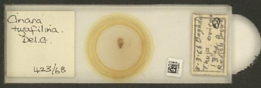 Cinara (Cupressobium) tujafilinus Del Guercio, 1909 - 010129964_112974_1093875