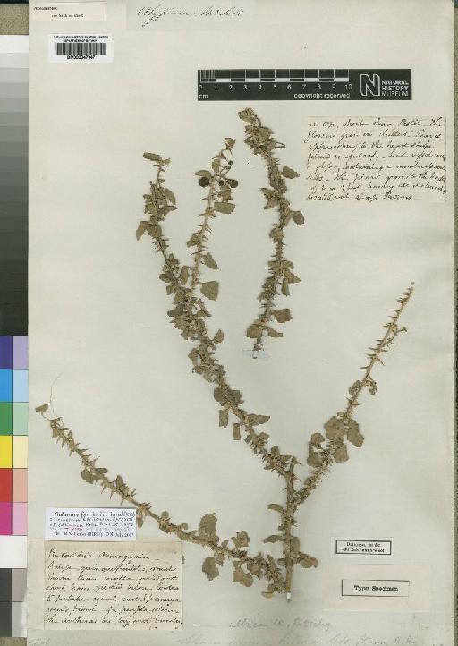 Solanum forskalii Dunal - BM000847847