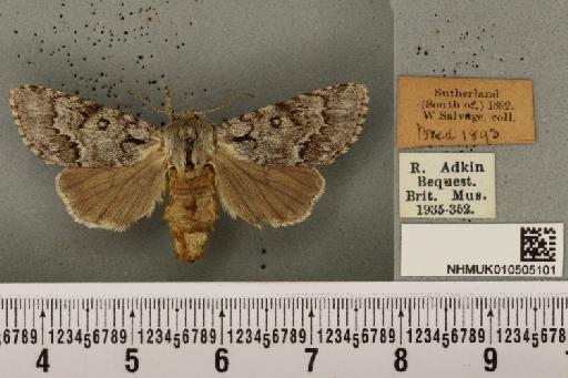 Acronicta menyanthidis scotica (Tutt, 1891) - NHMUK_010505101_562482