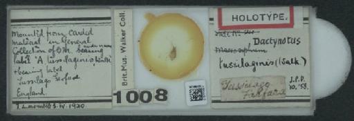 Uroleucon torajicolus Paik, 1965 - 010174021_112820_1096619