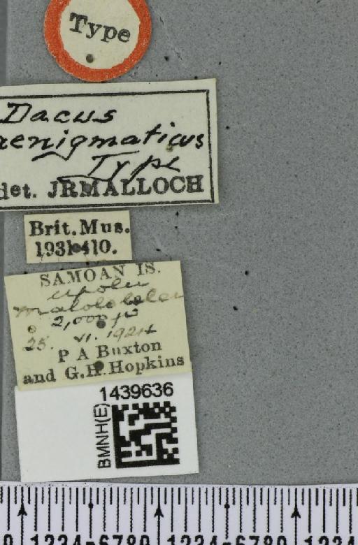 Bactrocera (Bulladacus) aenigmatica (Malloch, 1931) - BMNHE_1439636_label_34898