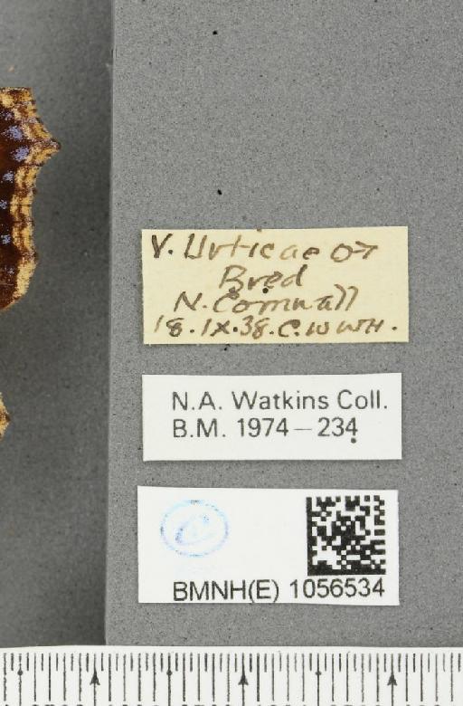 Aglais urticae (Linnaeus, 1758) - BMNHE_1056534_label_46048