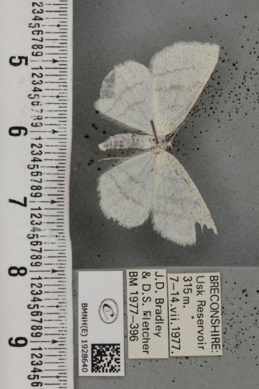 Cabera pusaria (Linnaeus, 1758) - BMNHE_1928640_494597