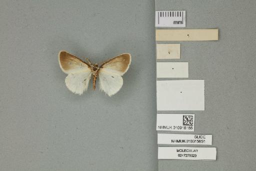 Porthesia hololeuca Meyrick, 1891 - 010918165_additional