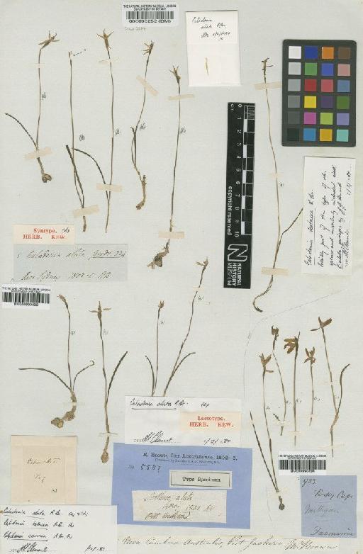 Caladenia catenata (Sm.) Druce - BM000095252