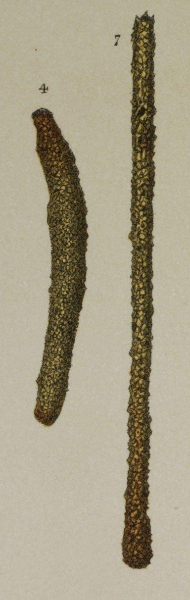 Hyperammina elongata Brady, 1878 - ZF1591_23_7_Hyperammina_cylindrica.jpg