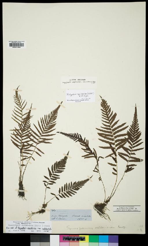 Amauropelta arborea Brause - Spruce - BM000776882a