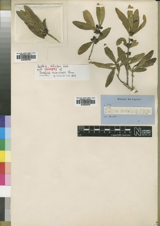 Tricalysia cacondensis Hiern - BM000903151