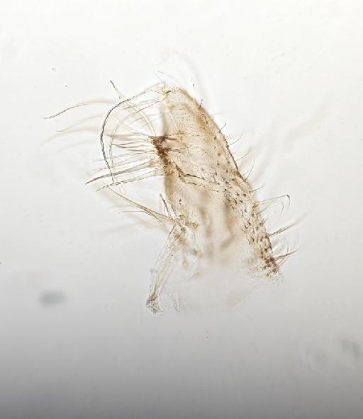 Culex (Culex) pipiens Linnaeus, 1758 - 014316442 Culex pipiens gonocoxite