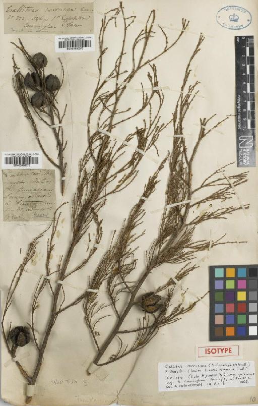 Callitris verrucosa (A.Cunn. ex Endl.) F.Muell. - BM000990076