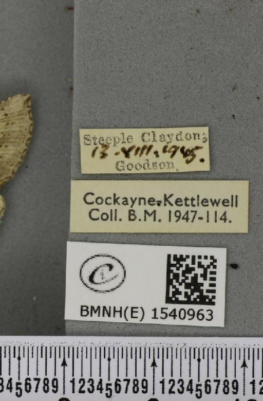 Pterostoma palpina palpina (Clerck, 1759) - BMNHE_1540963_label_246584