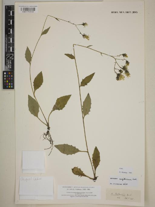 Hieracium argillaceum Jord. - BM013722010