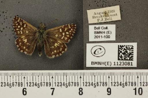 Pyrgus malvae (Linnaeus, 1758) - BMNHE_1123081_77955