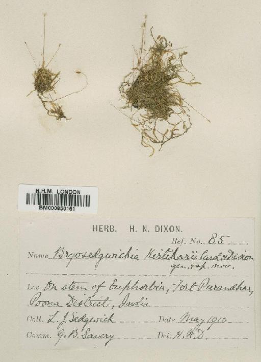 Bryosedgwickia kirtikarii Cardot & Dixon - BM000850161